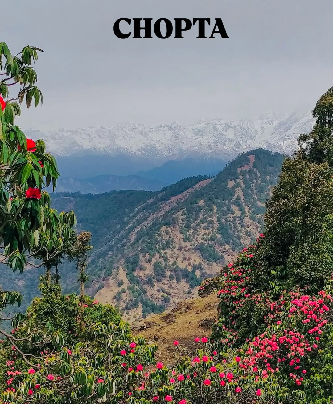 Best Chopta Tour Packages for Couples, Friends & Families